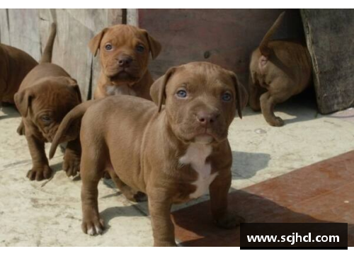 37000Cm威尼斯能轻松战胜比特犬的狗，却被外国人当宠物，网友看得瑟瑟 - 副本